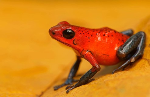 Strawberry poison-dart frog (Oophaga pumilio)
