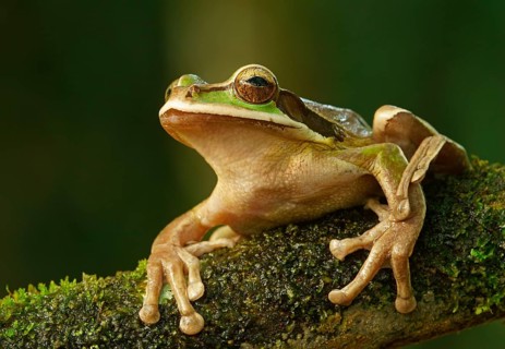 Masked Tree Frog (Smilisca phaeota) sits on branch
