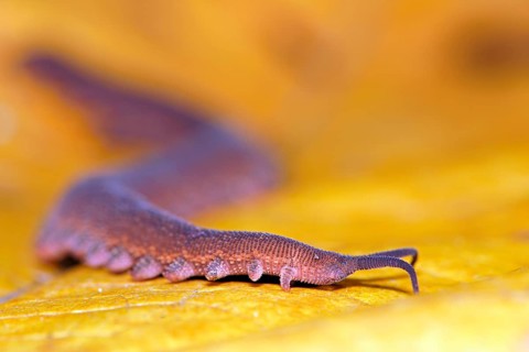 Epiperipatus isthmicola (Epiperipatus isthmicola) on yellow leaf
