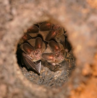Pygmy round-eared bats (Lophostoma brasiliense) in a termite hill