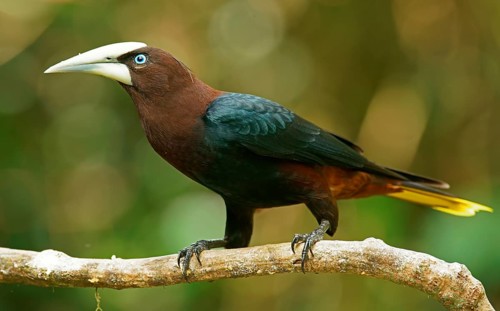 Chestnut-headed oropendola (Psarocolius wagleri) sits on branch