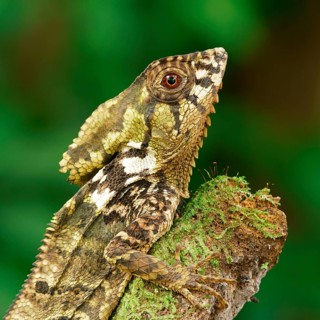 Smooth helmeted iguana (Corytophanes cristatus)