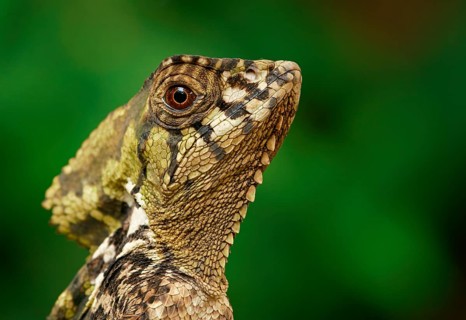 Smooth helmeted iguana (Corytophanes cristatus)