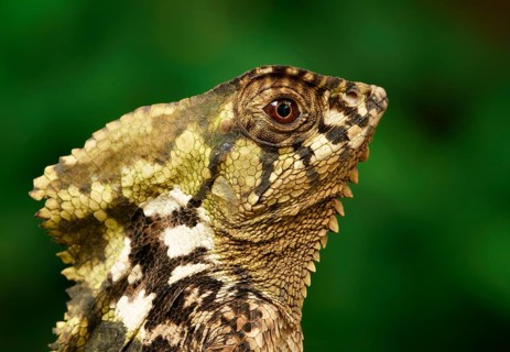 Smooth helmeted iguana (Corytophanes cristatus)