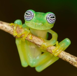 Glass frog (Sachatamia ilex) hangs on branch