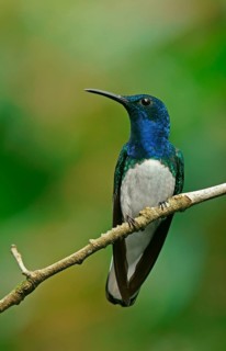 White-necked jacobin (Florisuga mellivora) sits on a branch
