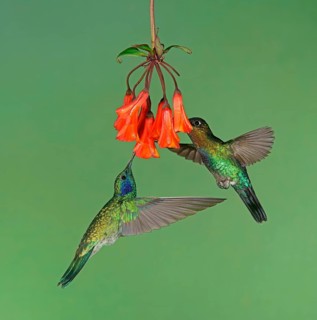 Mexican violetear (Colibri thalassinus) and Fiery-throated hummingbird (Panterpe insignis) in flight