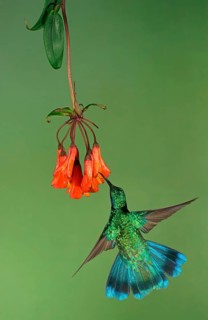 Mexican violetear (Colibri thalassinus) in flight
