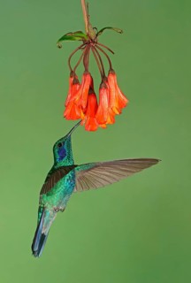 Mexican violetear (Colibri thalassinus) in flight