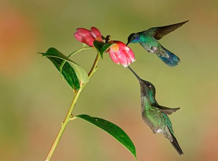 Mexican violetear (Colibri thalassinus) and Fiery-throated hummingbird (Panterpe insignis) in flight