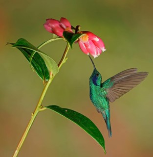 Mexican violetear (Colibri thalassinus) in flight