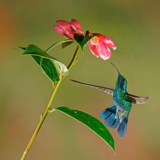 Mexican violetear (Colibri thalassinus) in flight