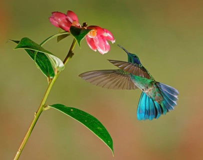 Mexican violetear (Colibri thalassinus) in flight