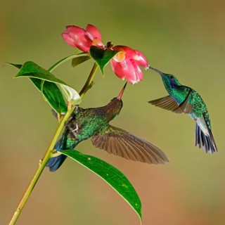 Mexican violetear (Colibri thalassinus) and Fiery-throated hummingbird (Panterpe insignis) in flight