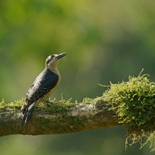 Golden-naped woodpecker (Melanerpes chrysauchen) sits on mossy branch