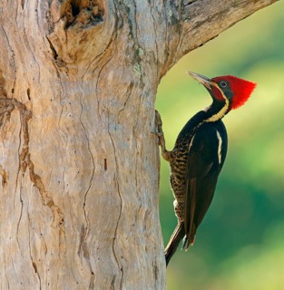 Lineated woodpecker (Dryocopus lineatus) on tree trunk