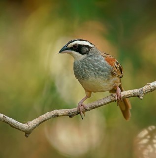 Stripe-headed Sparrow (Peucaea ruficauda) sits on branch