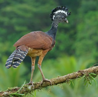 Great curassow (Crax rubra)