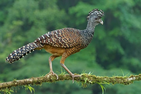 Great curassow (Crax rubra)