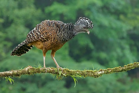 Great curassow (Crax rubra)