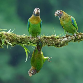 Brown-hooded Parrots (Pyrilia haematotis) sit and hang on mossed branch