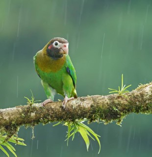 Brown-hooded Parrot (Pyrilia haematotis) sitting on a branch in the rain
