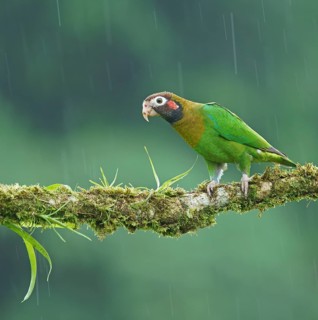Brown-hooded Parrot (Pyrilia haematotis) sits on a mossy branch in the rain