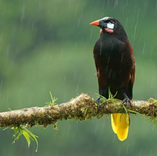 Montezuma Oropendola (Gymnostinops montezuma) in rain sits on branch