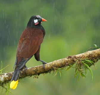 Montezuma Oropendola (Gymnostinops montezuma) in rain sits on branch