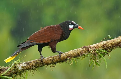 Montezuma Oropendola (Gymnostinops montezuma) in rain sits on branch