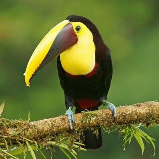 Black-mandibled toucan (Ramphastos ambiguus) sits on mossy branch