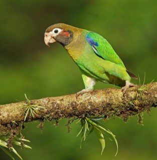 Brown-hooded Parrot (Pyrilia haematotis) runs on mossy branch
