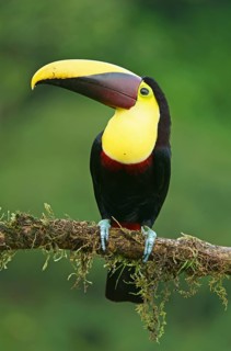 Black-mandibled toucan (Ramphastos ambiguus) sits on mossy branch