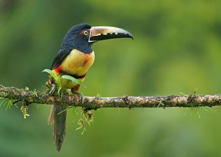 Collared aracari (Pteroglossus torquatus) sitting on branch