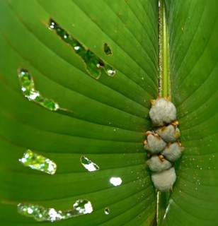 Honduran white bats (Ectophylla alba) hanging on a leaf