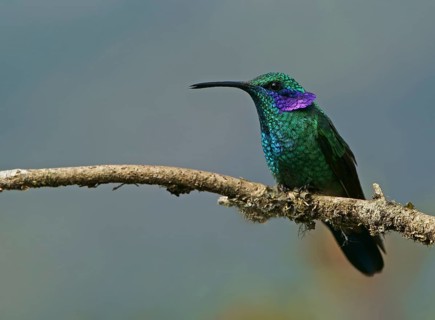 Mexican violetear (Colibri thalassinus) sits on branch