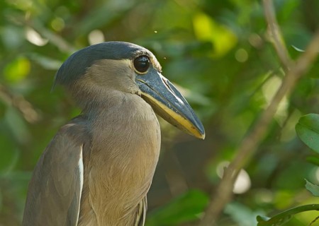 Boat-billed heron (Cochlearius cochlearius) sits in the tree
