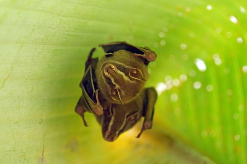 Tent-making Bat (Uroderma bilobatum) hanging under a leaf