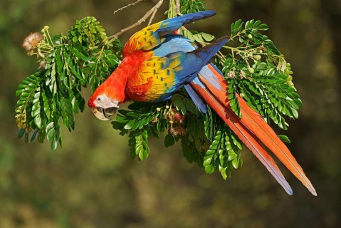 Scarlet macaw (Ara macao) hangs on a branch