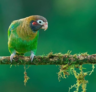 Brown-hooded Parrot (Pyrilia haematotis) sits on mossy branch