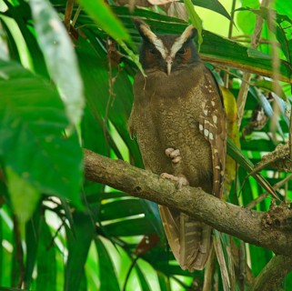 Crested owl (Lophostrix cristata) sitting in the tree