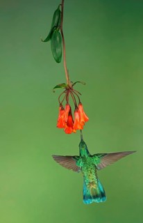 Mexican violetear (Colibri thalassinus) in flight