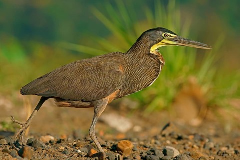 Bare-Throated Tiger Heron (Tigrisoma mexicanum)