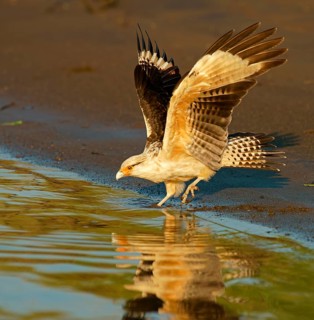 Yellow-headed caracara (Milvago chimachima) on the water