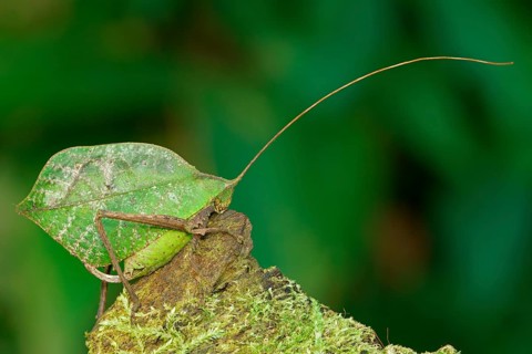 Bush cricket (Pterochrozinae) on mossy wood