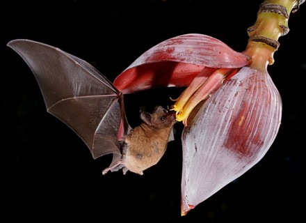 Pallas's long-tongued bat (Glossophaga soricina)