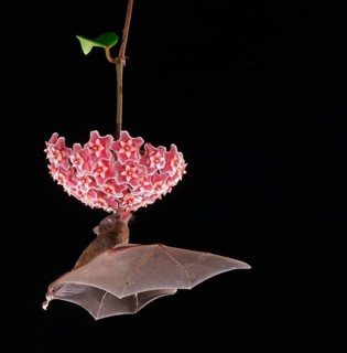 Pallas's long-tongued bat (Glossophaga soricina)