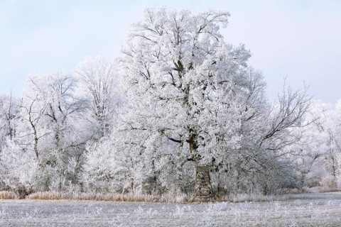 Winter in the Elbaue