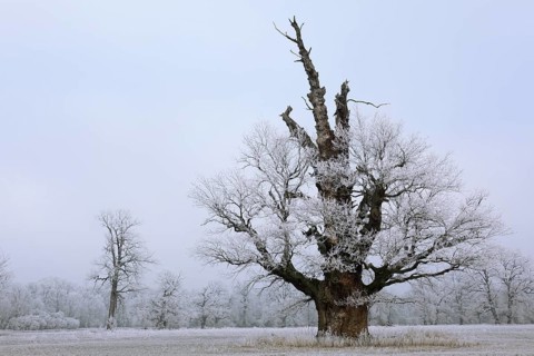 650 years old Solitareiche with hoar frost in winter