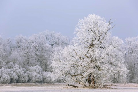 Winter in the Elbaue